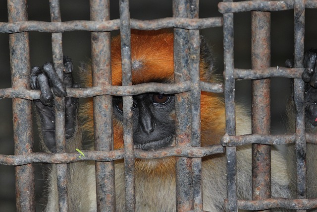 jail-640x480-60357121.jpeg